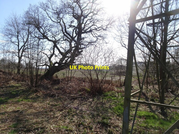 Photo 6"x4" Wood Scene Sedgley c2022