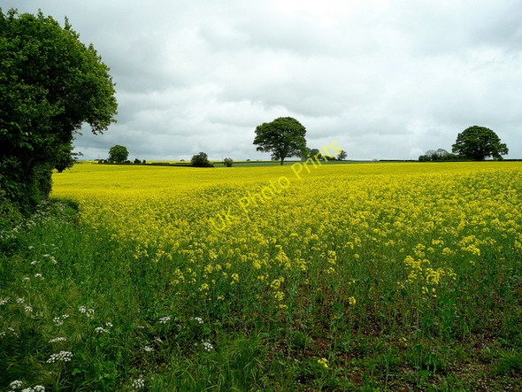 Photo 6"x4" Arable land at Llancloudy Llancloudy c2009