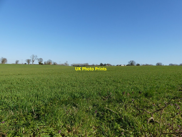 Photo 6"x4" Winter cereal crop Lamas c2022