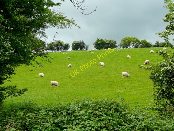 Photo 6"x4" Pasture land at Llancloudy Llancloudy c2009