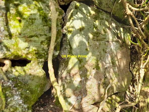 Photo 6"x4" Ordnance Survey Cut Mark East Trewent c2022