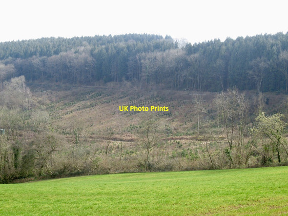 Photo 6"x4" Great Wood Ty-fry\/ST4397 c2022