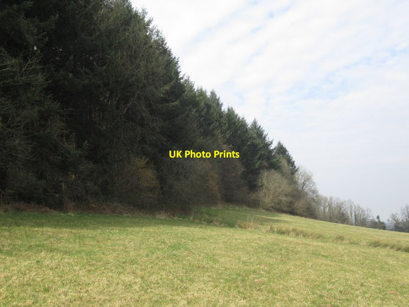 Photo 6"x4" Under Big Wood Ty-fry\/ST4397 c2022