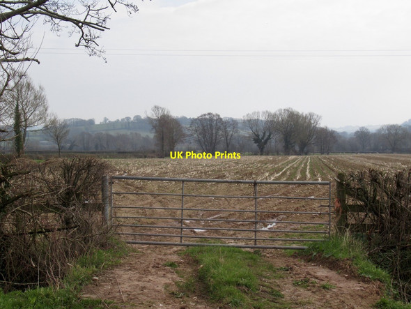 Photo 6"x4" Maize stubble, Gwernesney Gwernesney c2022