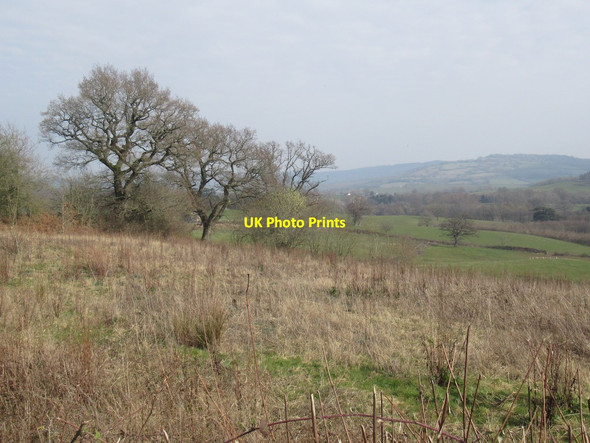 Photo 6"x4" An ungrazed corner Coed-y-fedw c2022