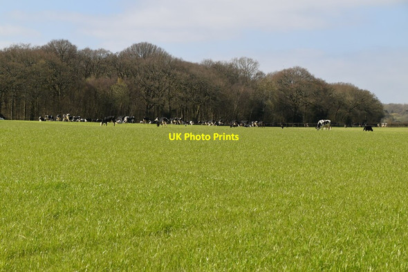 Photo 6"x4" Cattle grazing Chailey c2021