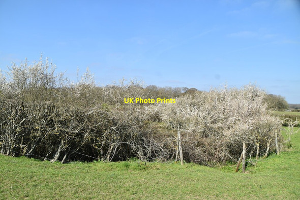 Photo 6"x4" Pond in thicket South Chailey c2021