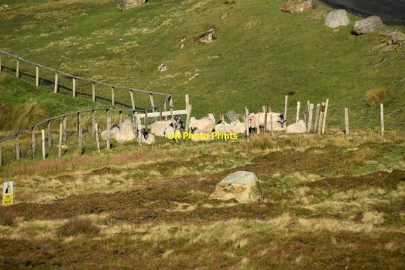 Photo 6"x4" Flock of sheep Carrick\/G5979 c2021
