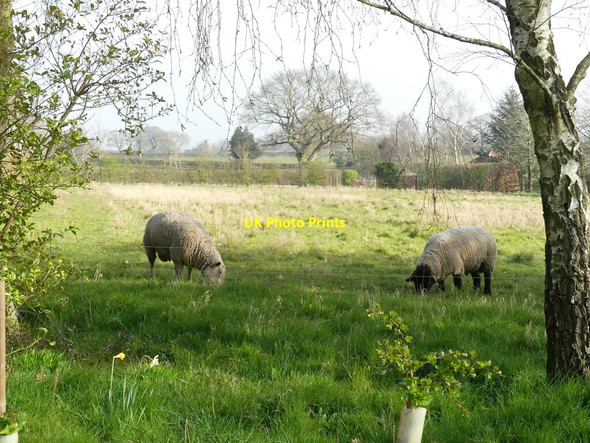 Photo 6"x4" Rough pasture with Sheep Skeyton Corner c2022