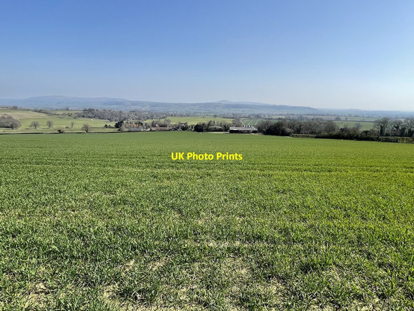 Photo 6"x4" Field of young wheat near Norton Bache\/SO4681 c2022