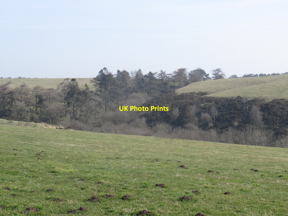 Photo 6"x4" Woodland, Darnfords Brook Picklescott c2022