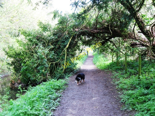 Photo 6"x4" Wendover Arm: A natural arch over the Canal Towpath Buckland\/SP8812 c2009