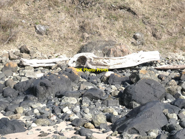 Photo 6"x4" Driftwood above Pettycur Bay. Kinghorn\/NT2686 c2022