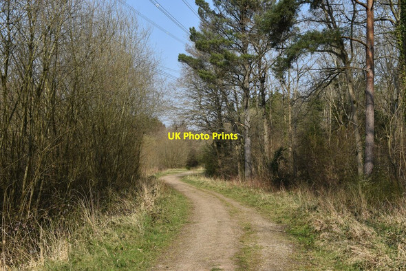 Photo 6"x4" Footpath into Lee Ground Coppice Lee Ground c2022