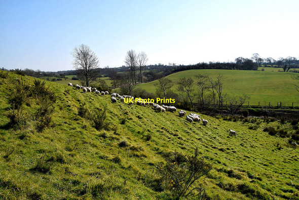 Photo 6"x4" Sheep on a grassy slope, Bracky Beragh c2022