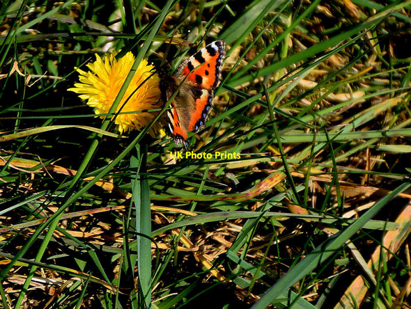 Photo 6"x4" Butterfly on a dandelion, Bracky Beragh c2022