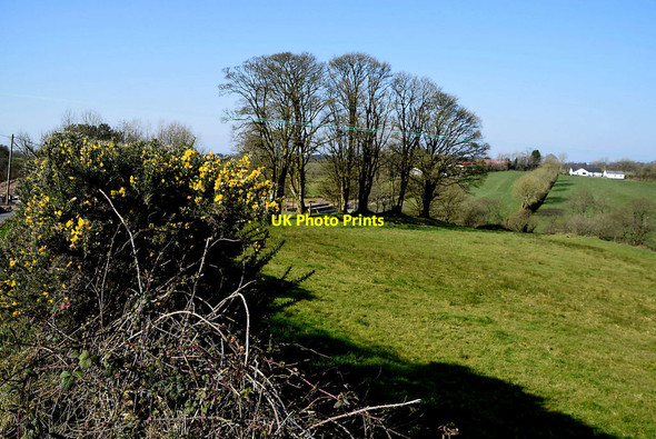 Photo 6"x4" Whins and trees, Bracky Beragh c2022