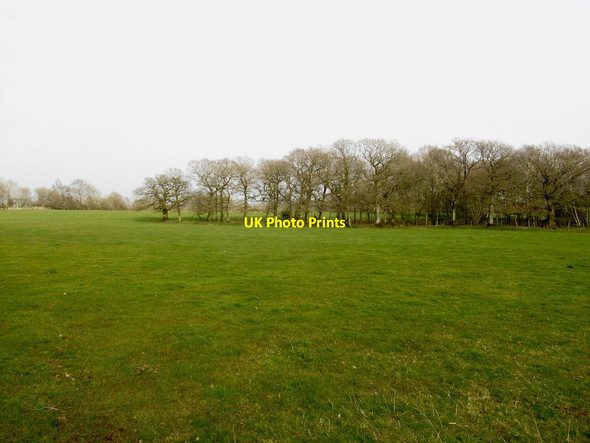 Photo 6"x4" Oak wood near Newby Morland c2022