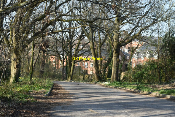 Photo 6"x4" Knowle Village, seen through trees Knowle\/SU5609 c2022