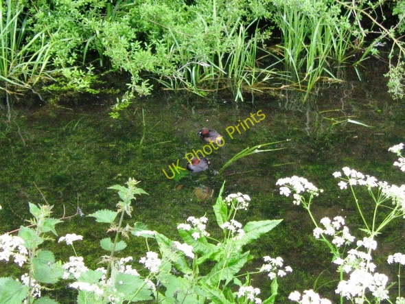 Photo 6"x4" A Pair of Little Grebe (Dabchicks) on the Wendover Arm of the Grand Union Canal Buckland\/SP8812 c2009