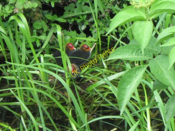 Photo 6"x4" Coot Chicks on their Nest on the Wendover Arm of the Grand Union Canal Buckland\/SP8812 c2009