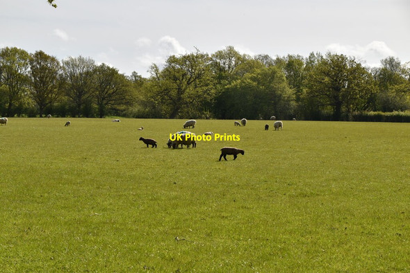 Photo 6"x4" Sheep and lambs Biddenden c2021