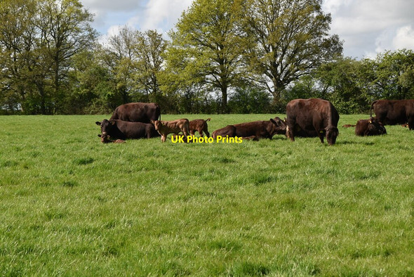 Photo 6"x4" Cattle grazing Biddenden c2021