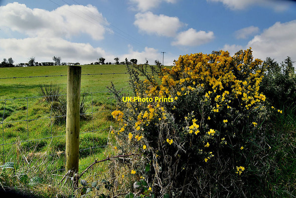 Photo 6"x4" Whins, Botera Lower Omagh c2022