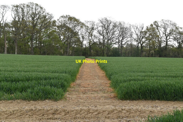 Photo 6"x4" Footpath through wheat Stede Quarter c2021