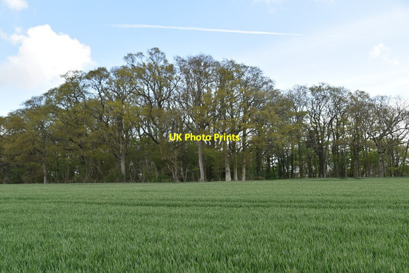 Photo 6"x4" Woods and wheat Stede Quarter c2021
