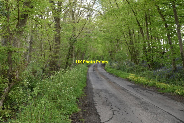 Photo 6"x4" Wagstaff Lane Stede Quarter c2021