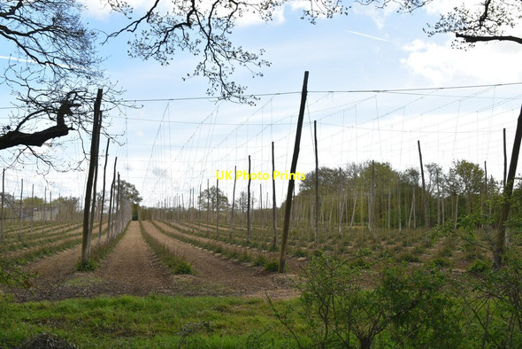 Photo 6"x4" Hop field Stede Quarter c2021