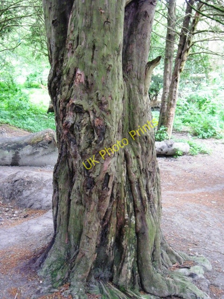 Photo 6"x4" The trunk of an old yew tree in Cobblers Pits, Aston Clinton Buckland\/SP8812 c2009
