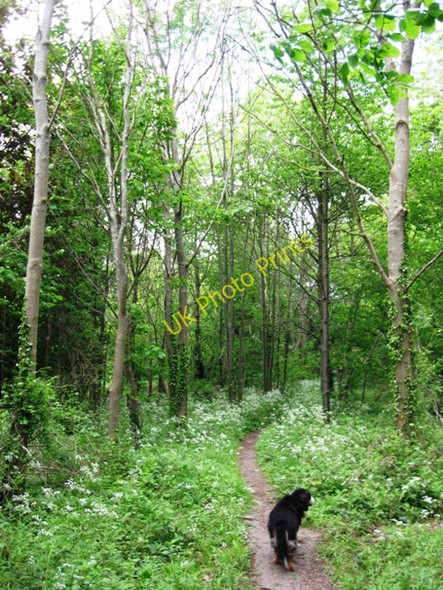 Photo 6"x4" A  stand of young ash trees in Cobblers Pits, Aston Clinton Buckland\/SP8812 c2009