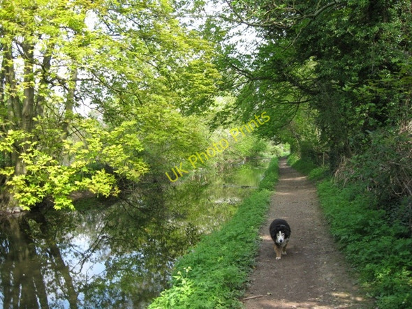 Photo 6"x4" Wendover Arm: The canal overshadowed by trees Wendover c2009