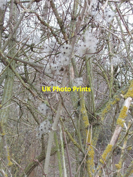 Photo 6"x4" Old Man's Beard in woodland near Amersham Stratton Chase c2006