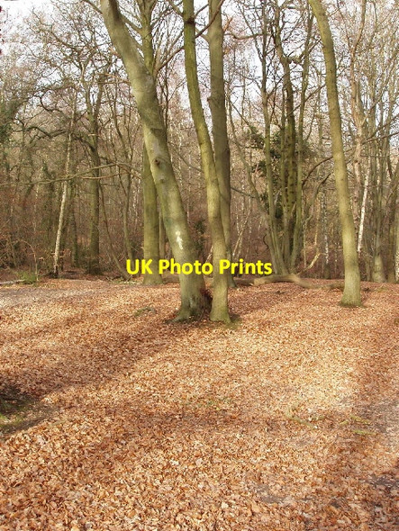 Photo 6"x4" Cowcroft Woods Chesham\/SP9601 c2006