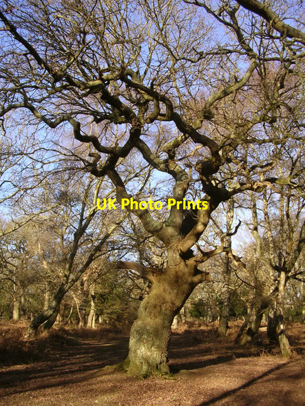 Photo 6"x4" Twisted oak in Matley Wood, New Forest Ashurst\/SU3310 c2006