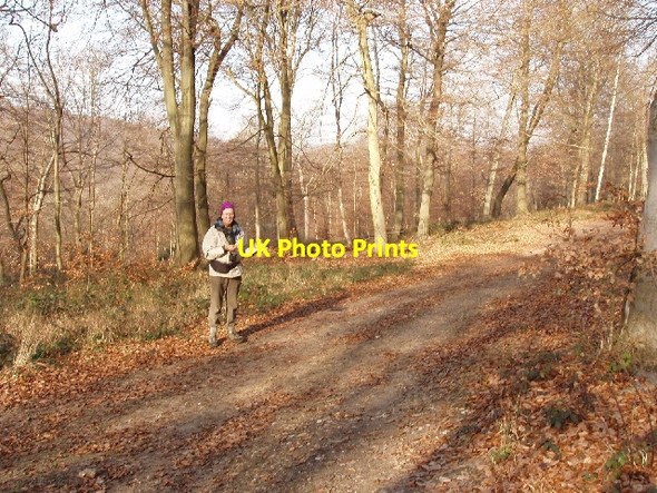 Photo 6"x4" Bloom Wood, Little Marlow Burroughs Grove c2006