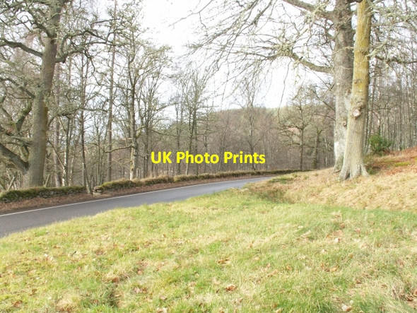 Photo 6"x4" Trees by Erchless Castle Erchless Castle c2006