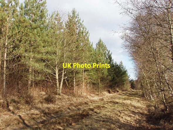 Photo 6"x4" Woodland ride, Kenton Hill Covert, near Mamhead Harcombe\/SX8881 c2006