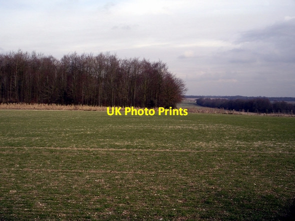 Photo 6"x4" Woodland north west of Crawley Court Chilbolton Down c2006