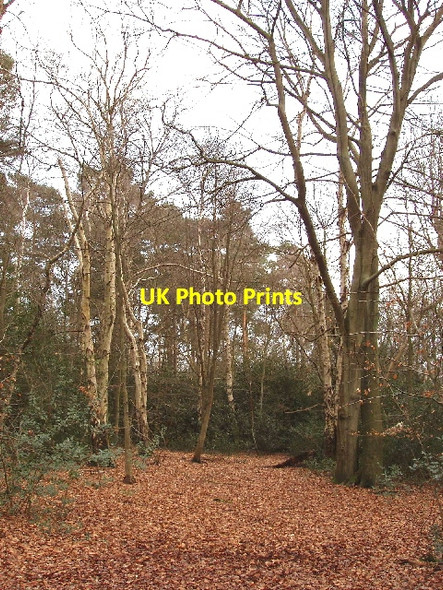 Photo 6"x4" Burnham Beeches - birch, beech and holly East Burnham c2006