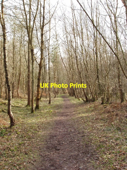 Photo 6"x4" Chiltern Way by Philipshill Wood, Chorleywood Chorleywood c2006