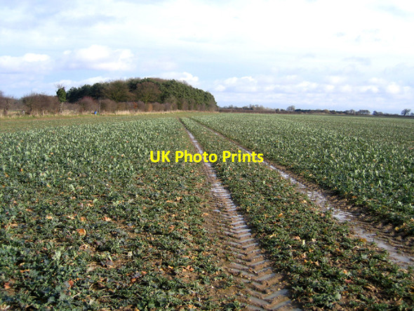 Photo 6"x4" Landscape, SE of East Rudham, Norfolk Broomsthorpe c2006