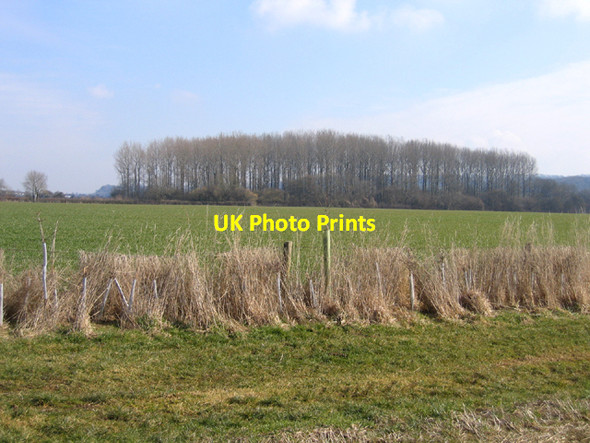 Photo 6"x4" Lenthay Copse, Yeo valley, near Sherborne, Dorset Sherborne\/ST6316 c2006