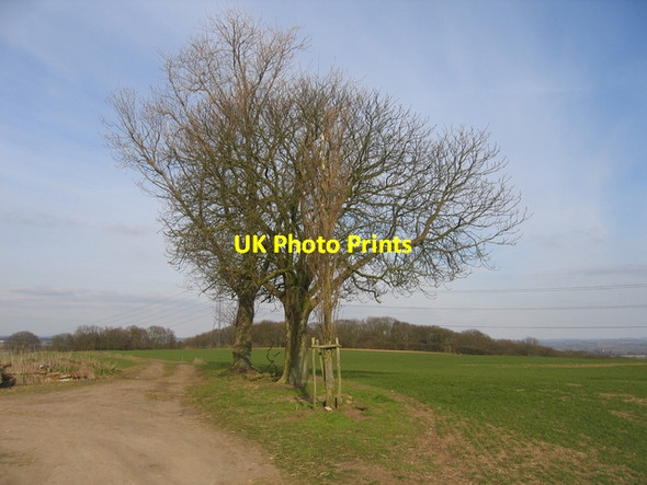 Photo 6"x4" Lone trees near Atch Lench Atch Lench c2006
