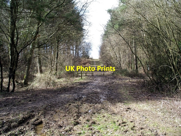 Photo 6"x4" Red Gate, Ampfield Wood Lower Slackstead c2006