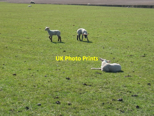 Photo 6"x4" Spring lambs Knightcote c2006