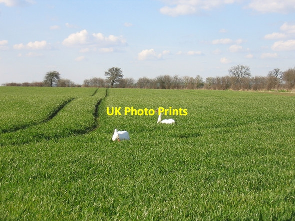 Photo 6"x4" Swans near the Oxford Canal Stoneton c2006